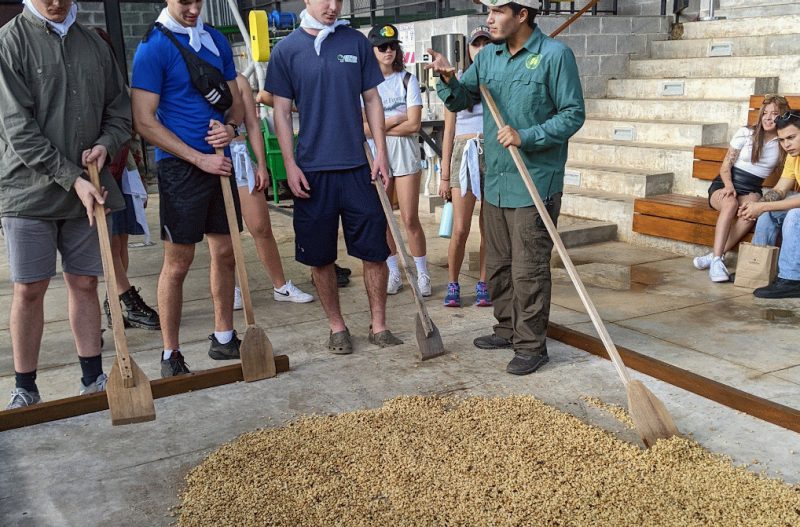 people processing uncooked coffee beans
